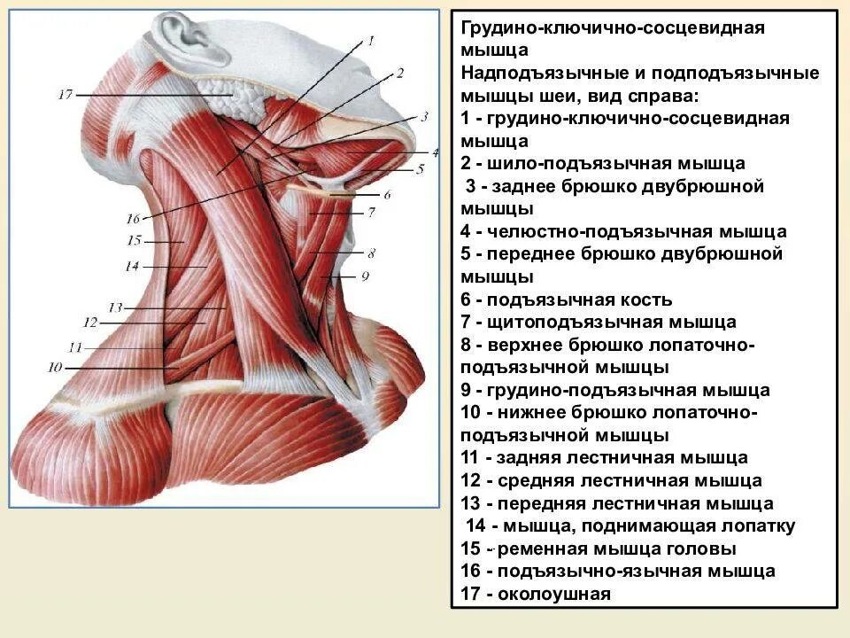 Мышцы рук туловища шеи. Мышцы головы шеи и туловища анатомия. мышцы головы и шеи вид сбоку. мышцы головы и шеи анатомия вид сбоку. строение мышц шеи вид спереди.
