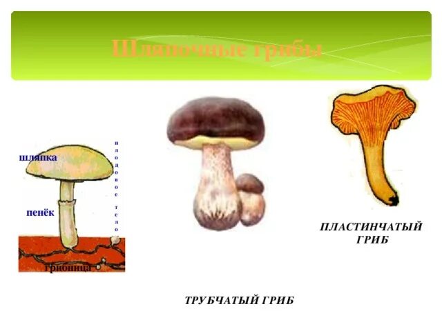 Сходство и различие пластинчатых и трубчатых грибов. Трубчатые и пластинчатые грибы. Белый гриб трубчатый или пластинчатый. Мухомор трубчатый или пластинчатый гриб. Белый гриб трубчатый или пластинчатый гриб.