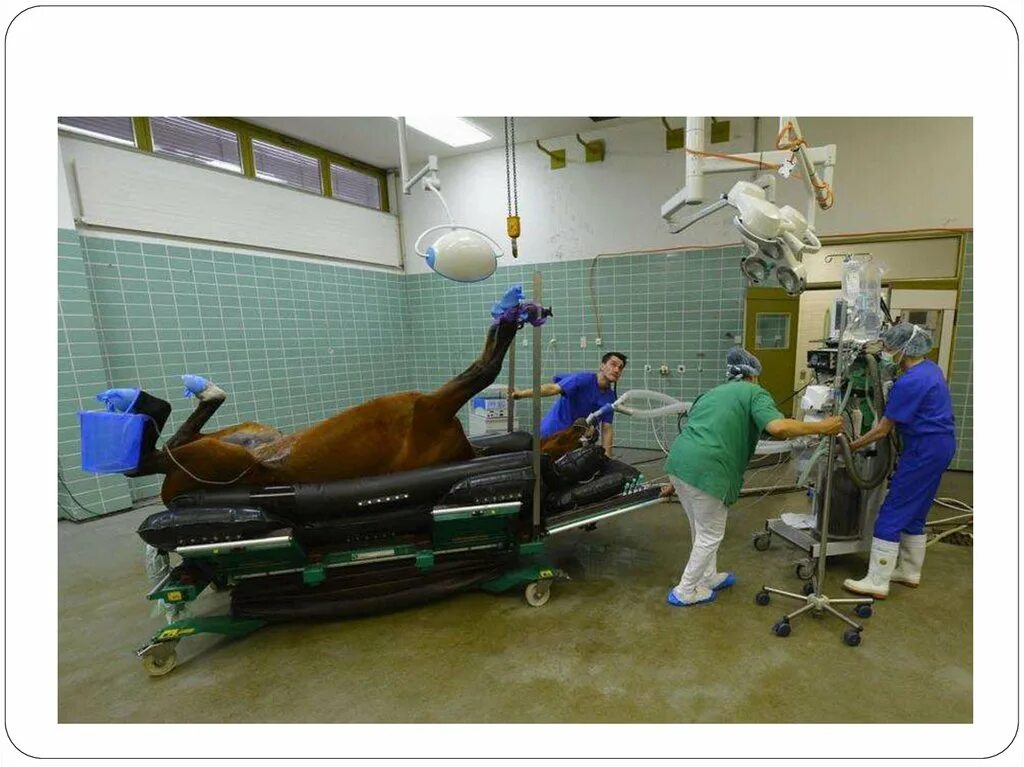 Операции ветеринаров. Операционная для животных. Лошадь на операционном столе. Операционная клиники для лошадей.