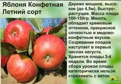 Сорт яблони конфетное характеристики