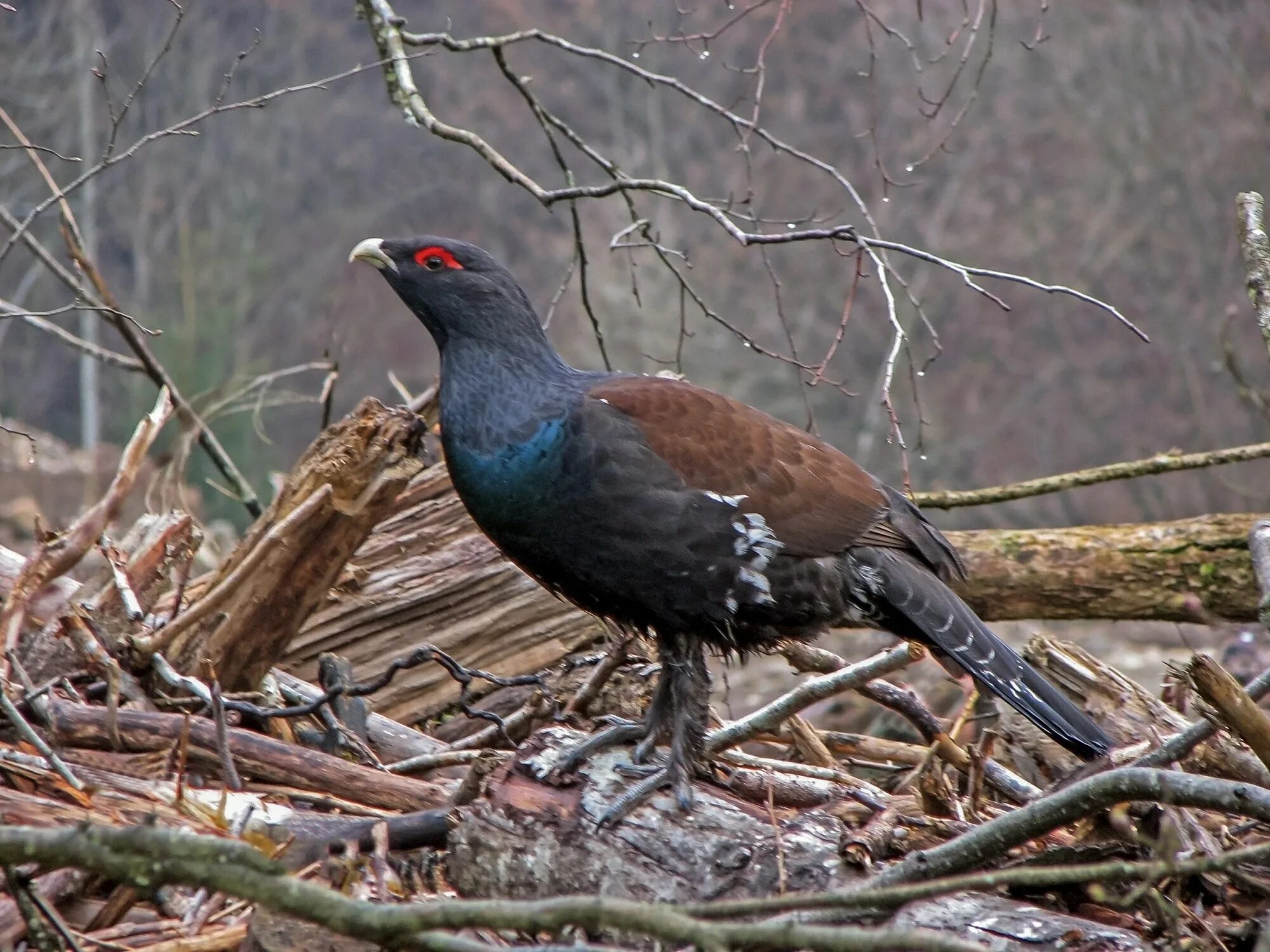 Каменный Глухарь (Tetrao parvirostris). Глухарь (Tetrao urogallus). Чернобрюхий Глухарь. Белобрюхий Глухарь.