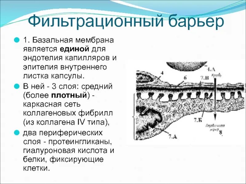 Базальная мембрана функции. Базальная мембрана эпителия. Строение фильтрационной мембраны. Фильтрационный барьер почки гистология. Строение базальной мембраны эпителия.