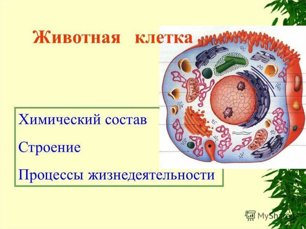 Живые клетки дышат. Животная клетка. Состав животной клетки. Строение клетки животных. Строение животной клетки.