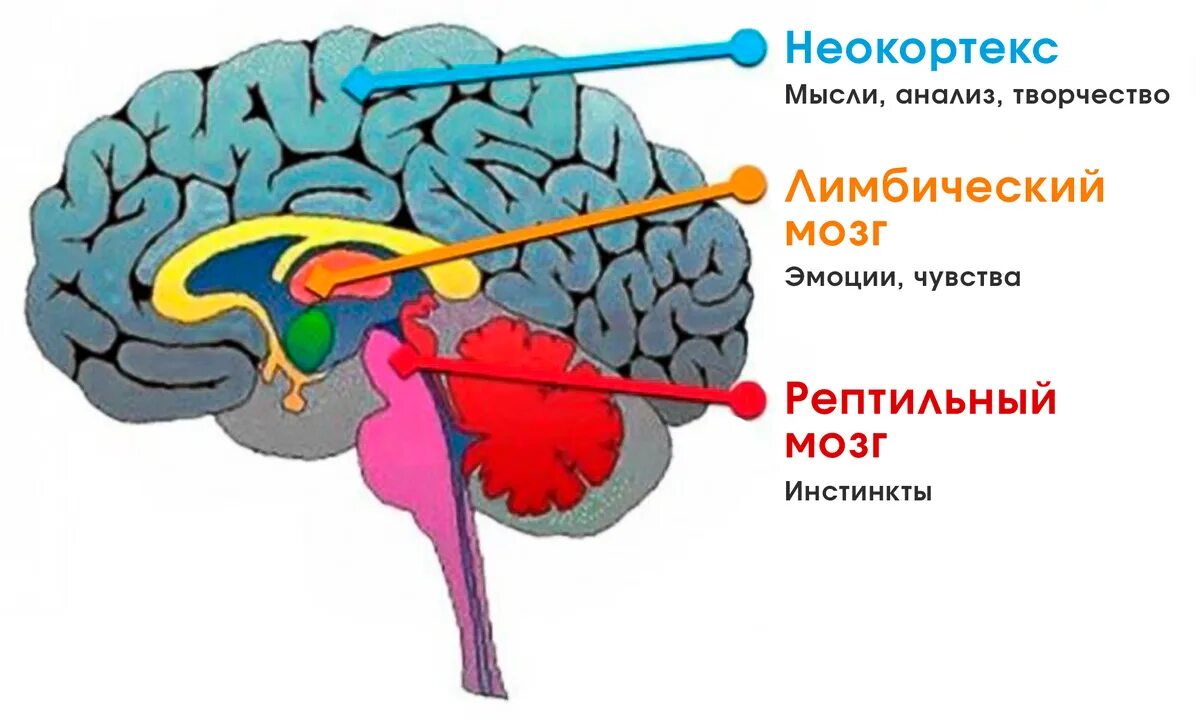 Лимбическая неокортекс. Лимбическая неокортекс. Лимбический мозг и неокортекс. Неокортекс и рептильный мозг. Отделы мозга рептильный мозг.
