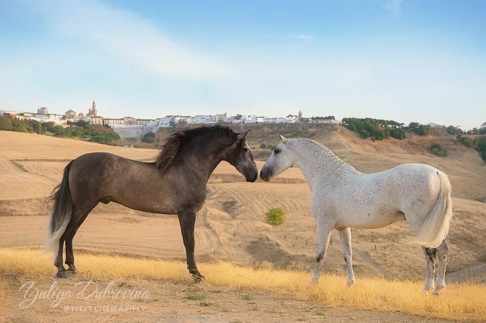 Мика и оствинд. Ора лошадь. Ора лошади. Ханна бинке восточный ветер 2. Фильм оствинд 4.