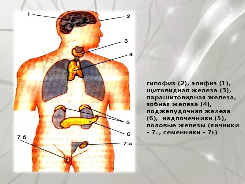 Железы внутренней секреции гипофиз надпочечники. Железа 1) гипофиз 2) щитовидная железа 3) надпочечники. Железы 1) щитовидная 2) надпочечники 3) поджелудочная. Гипофиз эпифиз щитовидная железа надпочечники.