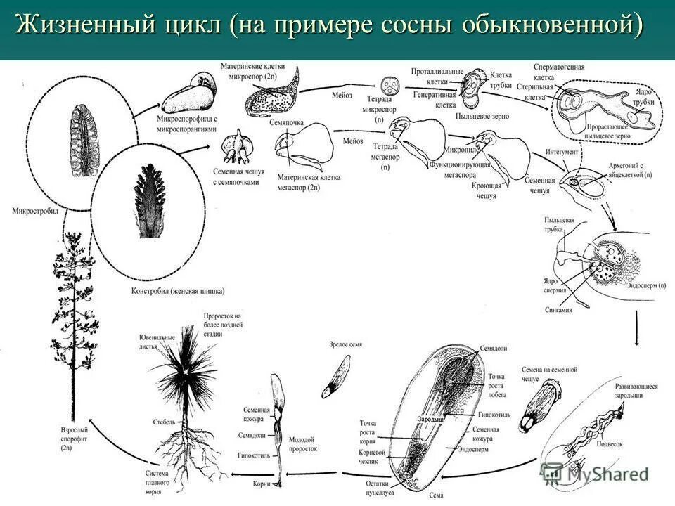 Размножение голосеменных сосна. Размножение голосеменных сосна. Цикл размножения голосеменных схема. Цикл размножения голосеменных растений. Голосеменные растения егэ.