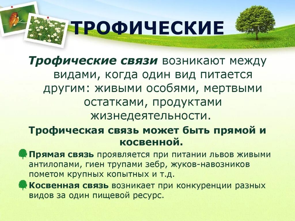 Виды связей в экологии. Трофические связи. Трофические взаимоотношения. Трофические связи примеры. АТРАФИЧЕСКИЕ отношения.