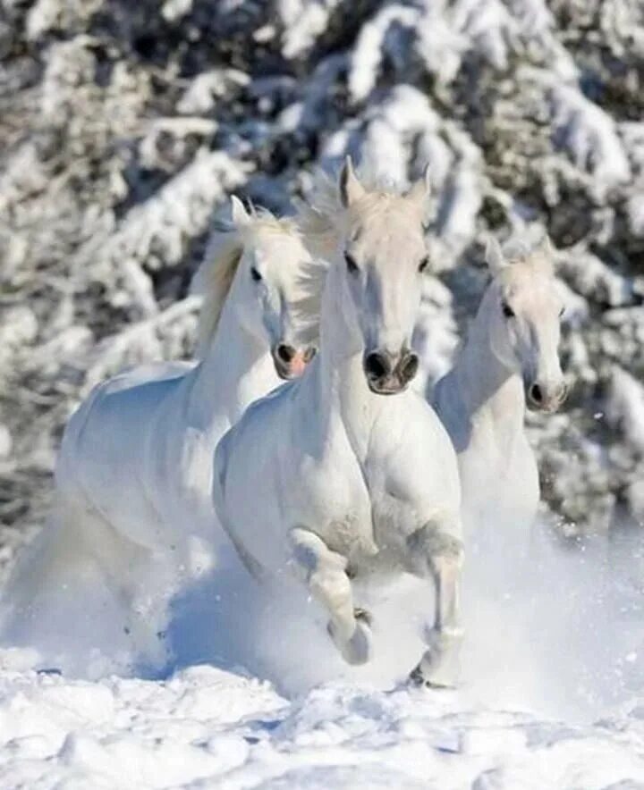 Тройка лошадей зима. Русская тройка соловьёв. Три белых коня декабрь. Тройка лошадей. Конная упряжка тройка.