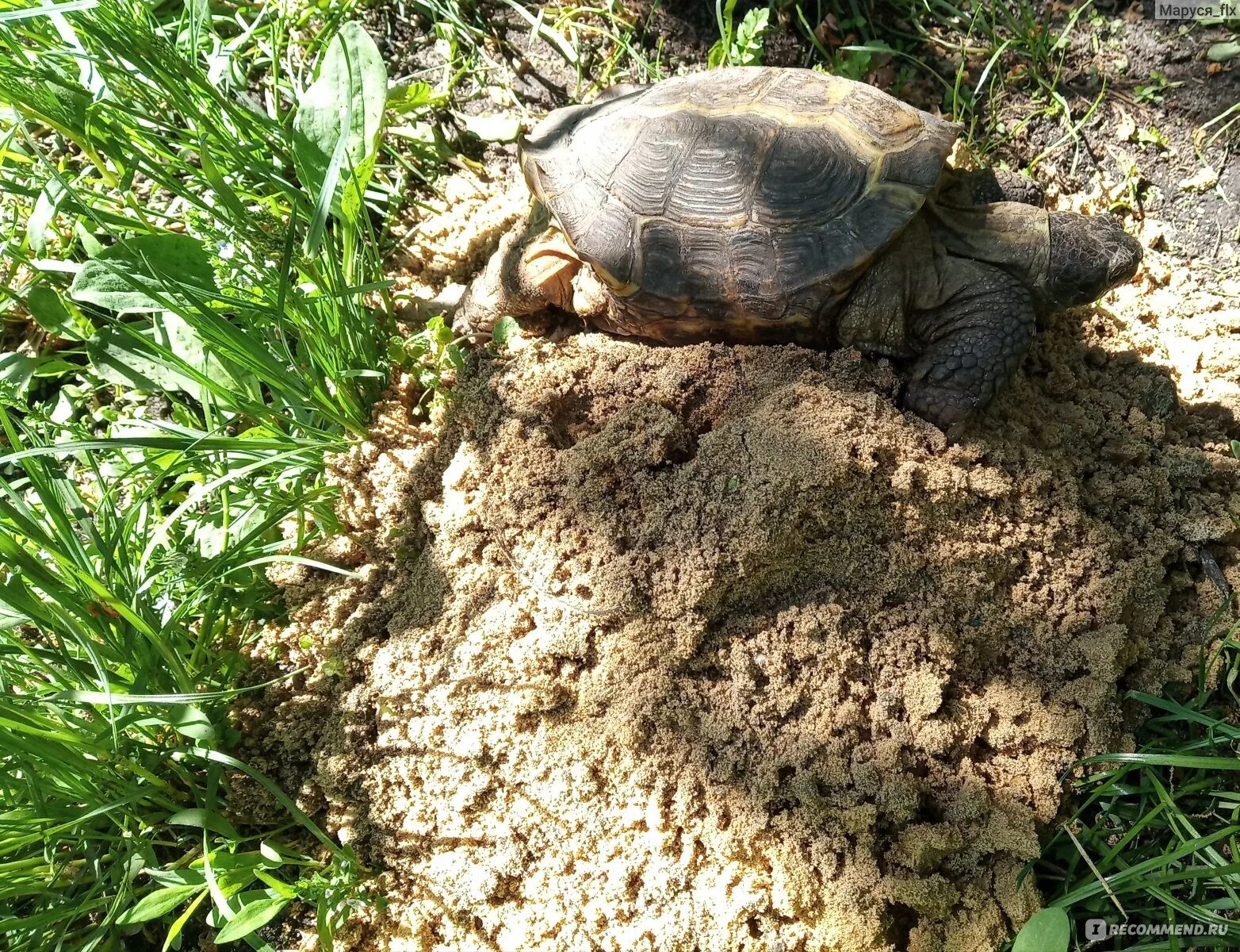 Сухопутная черепаха азиатская азиатская черепаха 🐢🐢🐢🐢🐢. Наземная черепаха враги.