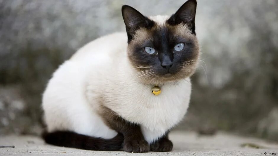Немецкая кошка. Немецкие коты породы. Германская порода кота. Сиамская кошка с длинной шерстью. Сиамская кошка длинная шерсть
