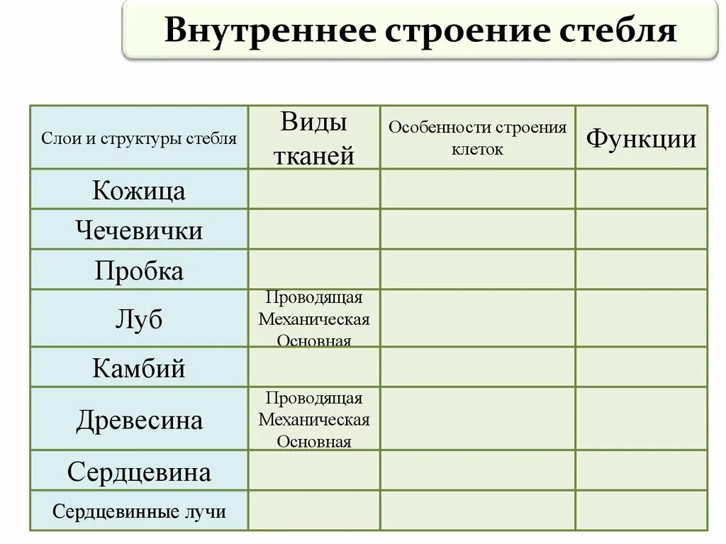 Внутреннее строение стебля функции. Таблица внутреннее строение древесного стебля. Заполните таблицу внутреннее строение стебля. Таблица внутреннее строение стебля-ткани-функции. Строение и функции тканей стебля таблица.