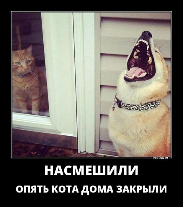 Кот опять. Опять коты. опять дома. опять эти котики опять не мы. опять не дома.