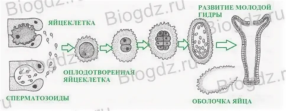 Основные стадии полового размножения гидры. Схема полового размножения гидры. Основные стадии стадии размножения гидры полового. Стадии полового размножения гидры рисунок. Деление клетки гидры