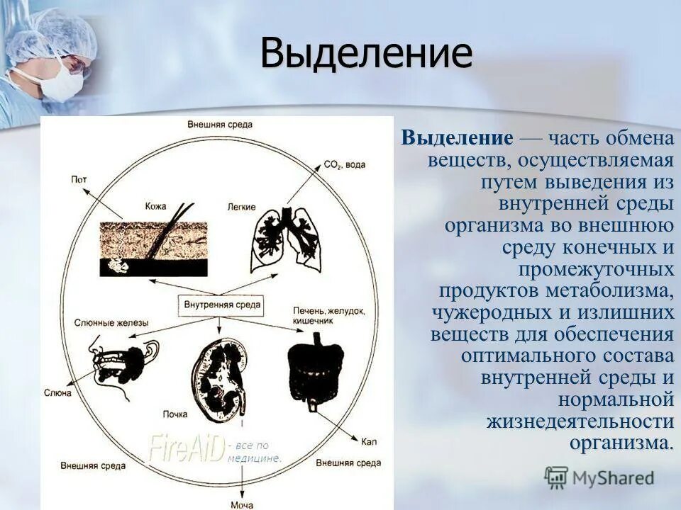 элементы внутренней среды организации схема. структура внешней и внутренней среды организации. 11. мужские половые железы гормоны. среда организации внешняя среда организации.