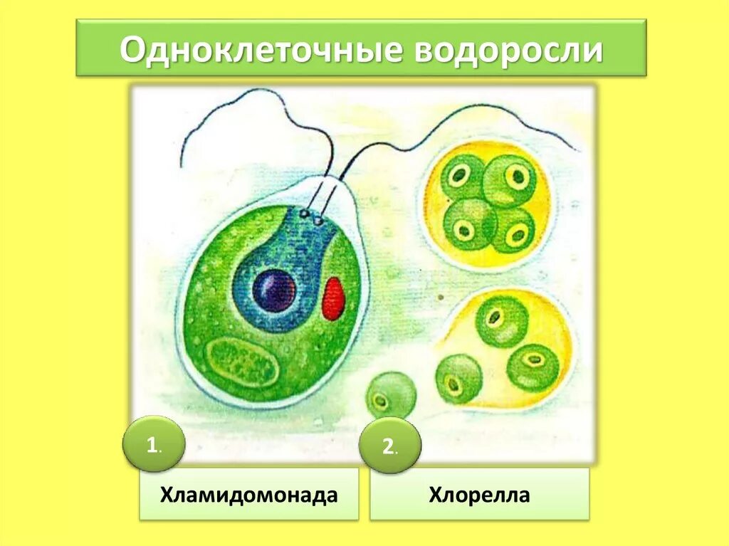 Одноклеточные водоросли произошли