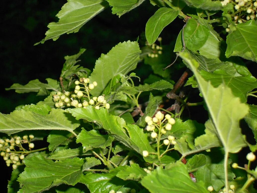 черноклен. клен полевой черноклен. клен татарский черноклен. черноклен медонос. черноклен.