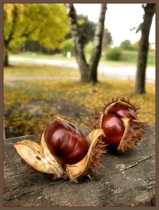 нашла каштан. каштан обыкновенный aesculus hippocastanum. каштаны съедобные и несъедобные. каштан дерево плоды. осенний каштан.