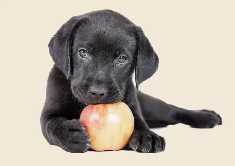 Можно щенка яблоко. Щенок лабрадора. Корм для лабрадора. Labrador щенок. Лабрадор на белом фоне.