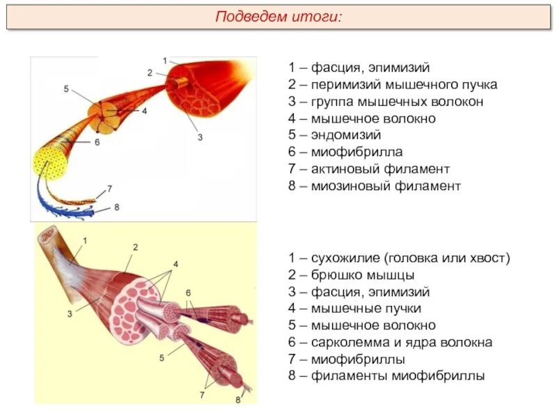 Строение мышцы эндомизий перимизий. Опорно двигательная система трицепс мышечное волокно миофибриллы. Мышечное волокно эпимизий перимизий. Головка брюшко и хвост мышцы.