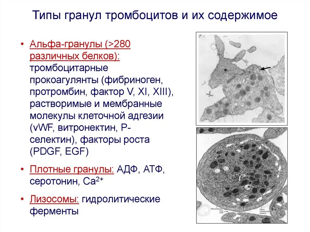 Гранулы тромбоцитов содержат. Альфа гранулы тромбоцитов состав. Альфа гранулы тромбоцитов содержат. Компоненты гранул тромбоцитов. Содержимое гранул тромбоцитов.