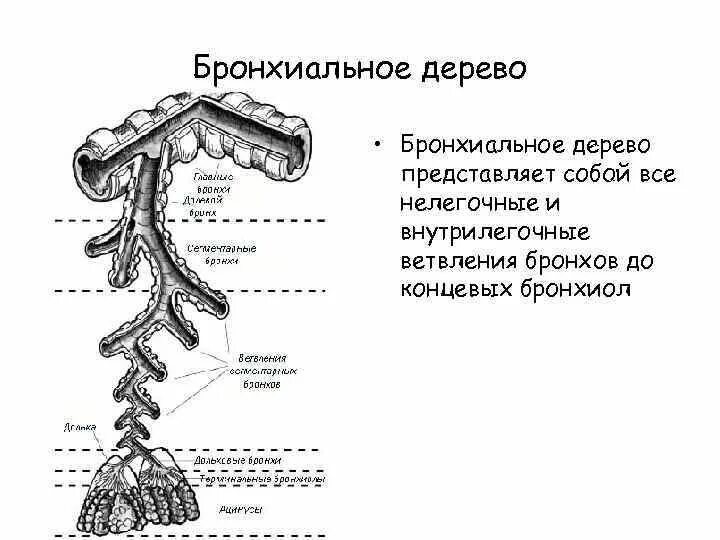 Бронх дерево строение. Бронх дерево строение