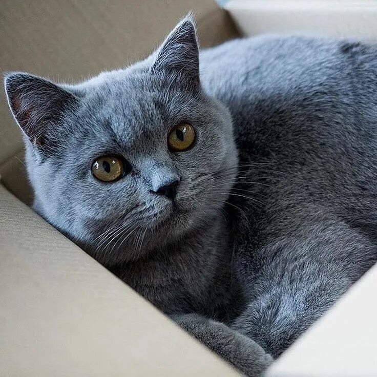 Вязка голубого британского кота Orley O'Casey of Noble Birth