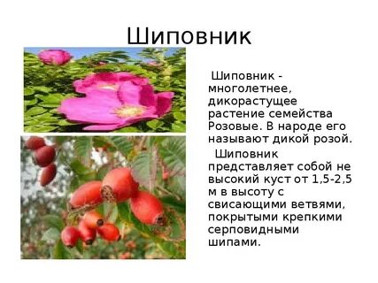 Шиповник описание