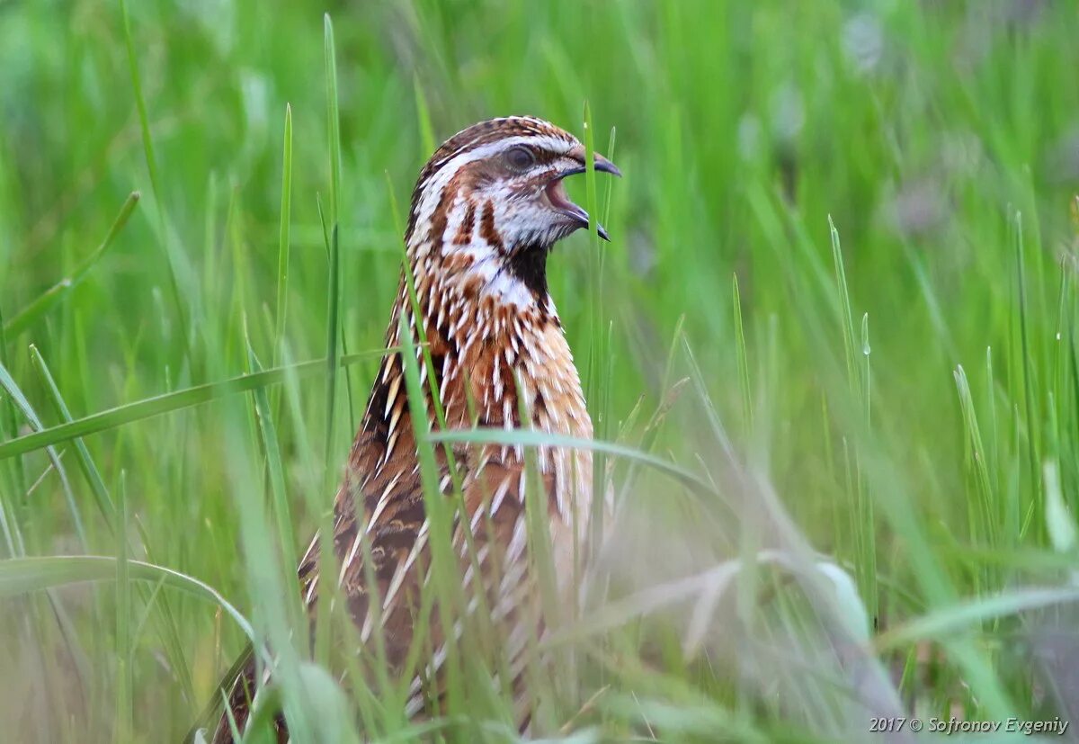 Где перепел поет. Перепел обыкновенный Coturnix Coturnix. Перепёлка (Coturnix Coturnix). Перепел полевой. Перепелка Луговая.