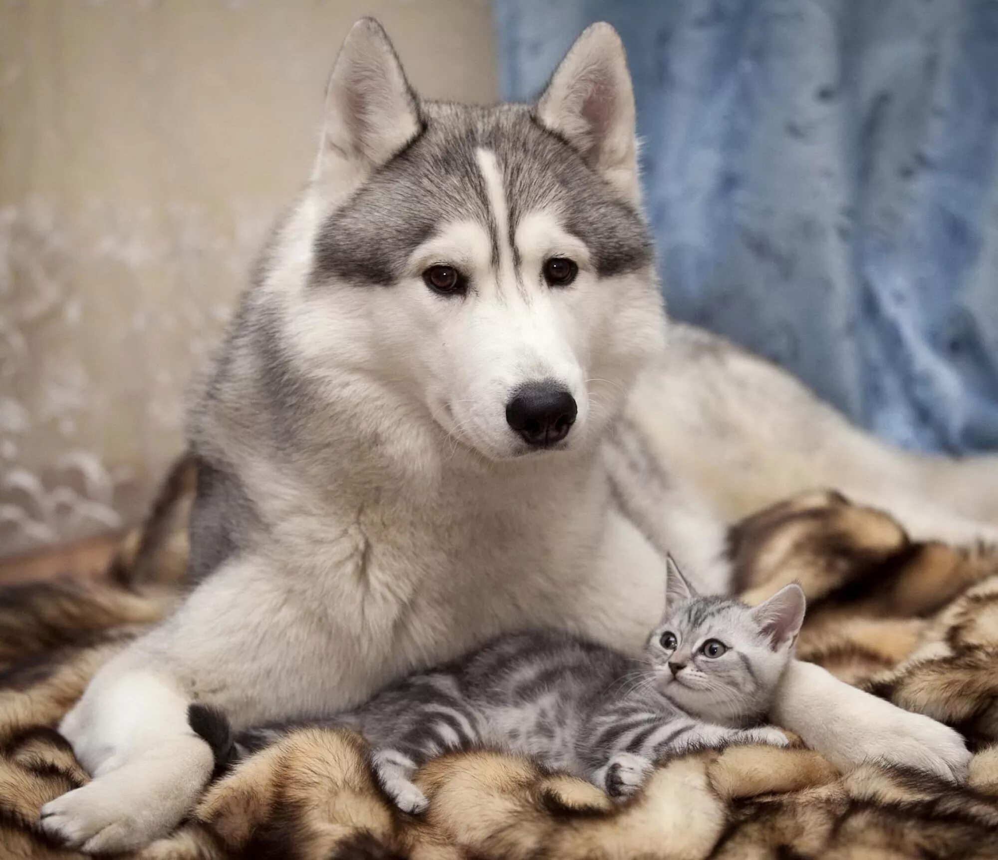 Порода бутуз. Собаки 16. Красивые собаки больших пород охотничьих хаски. 16 лет собаке. Хаски и кошка.