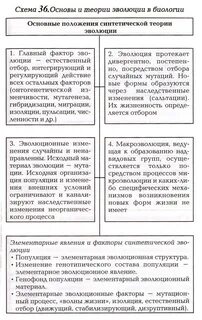 Современную эволюционную теорию можно представить в виде