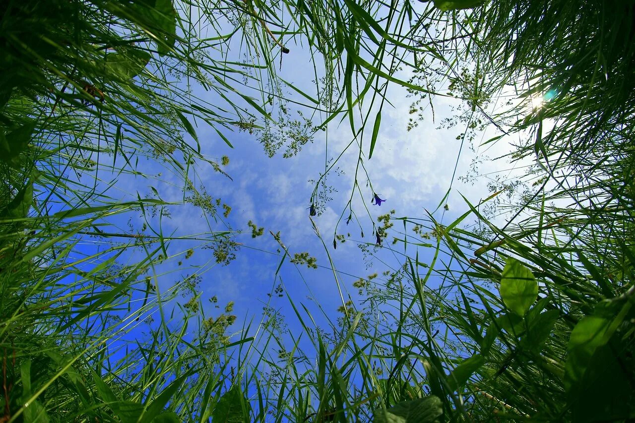 Небо сквозь траву. Вид из травы. Небо из травы. Трава вид снизу. Чем вода помогает растениям