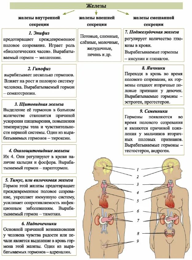 Функции желез внутренней секреции таблица 8. Функции желез внешней секреции таблица 8 класс. Таблица функции желез внутренней секреции 8 класс. Функции желез внутренней секреции таблица 8 класс биология. Эндокринная система человека гормоны