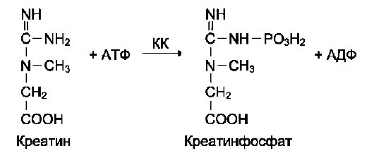 Кк общий. Реакция образования креатина и креатинфосфата. Реакция катализируемая креатинфосфокиназой. Креатинкиназа реакция биохимия. Креатинкиназа катализирует реакцию.