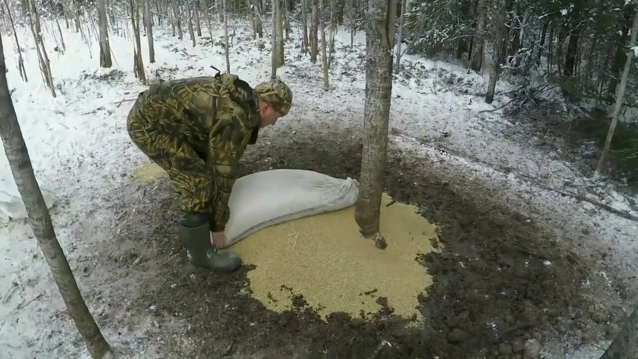 Приманка для кабана своими руками Cztery godziny trwała akcja uwalniania dzika, który wpadł w kłusownicze wnyki. D