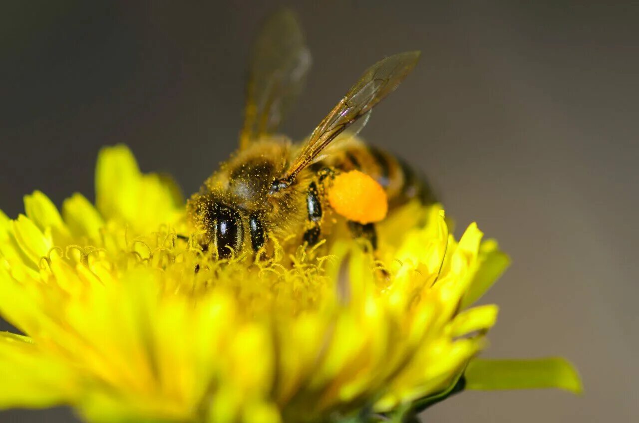 Пчелиная пыльца (Bee pollen). Пчела с нектаром. Пчела собирает пыльцу. Пчела с пыльцой. День пыльцы