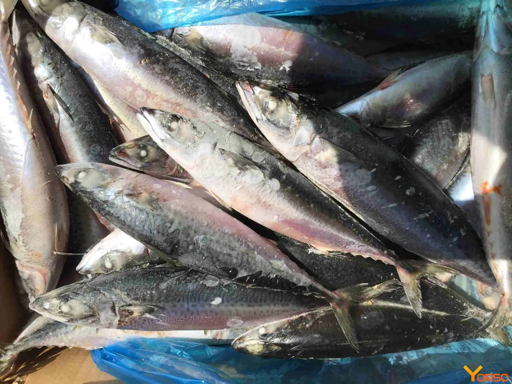 Сельдь пласт. Рыба оптом в петербурге. Горбуша свежемороженая с головой. Сельдь 300+ 11 кг фото. Рыбное сырье.