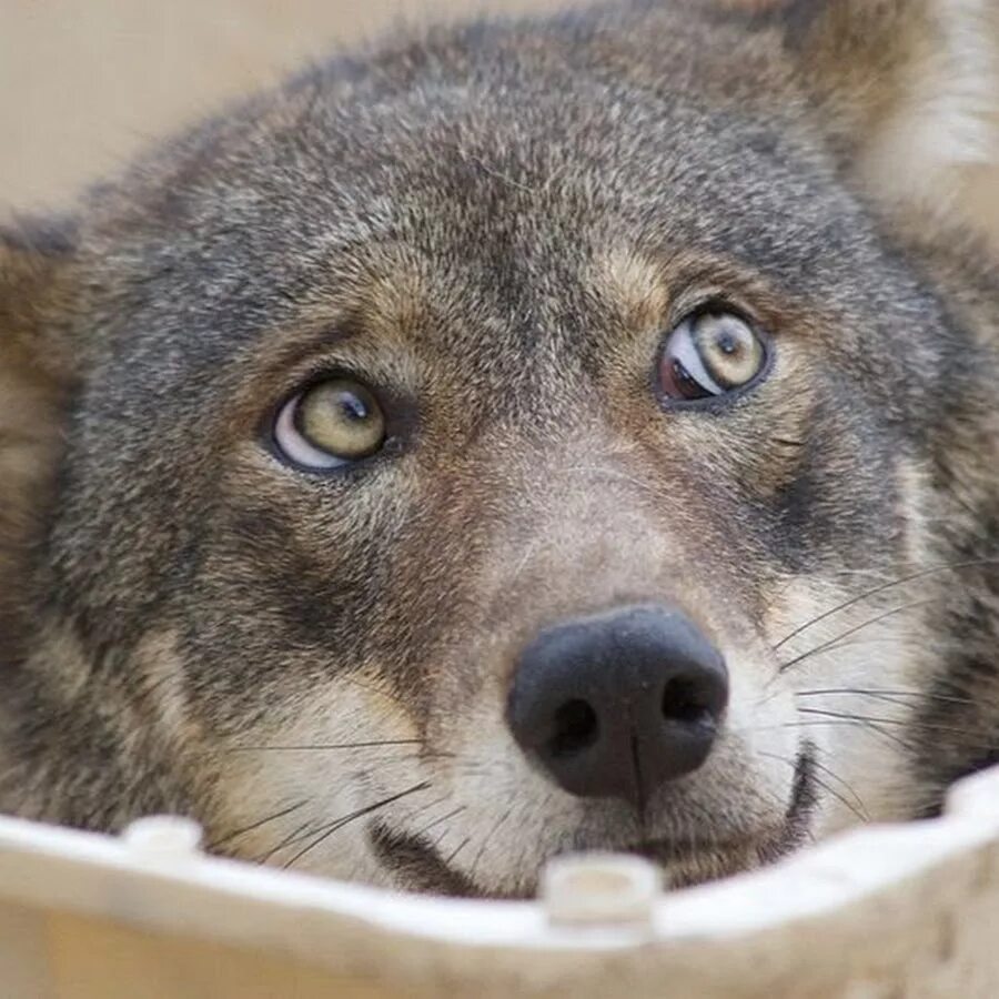 Улыбка волка. Удивленный волк. Взгляд волка. Волчий взгляд.