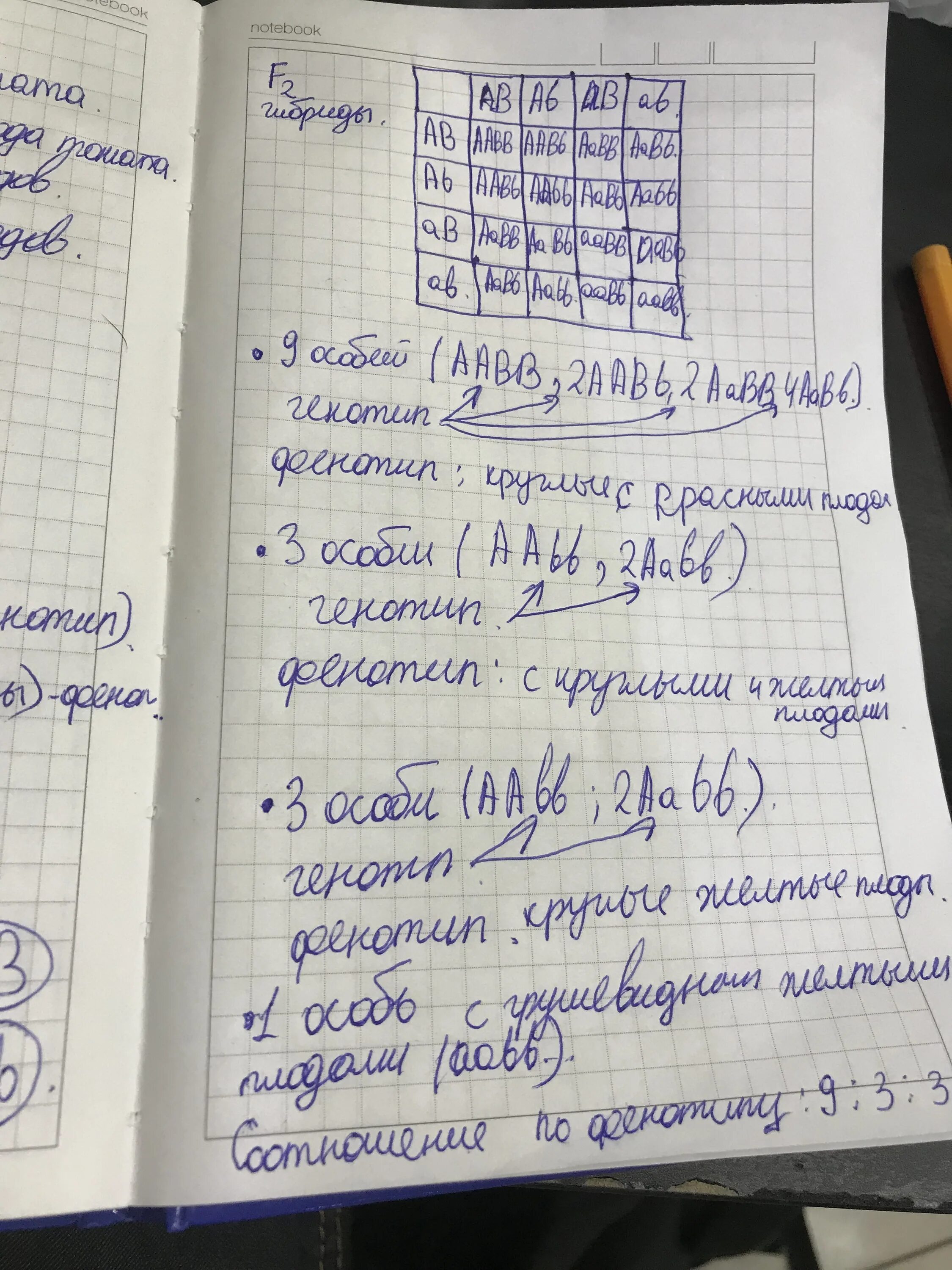 У томатов красная окраска доминирует над желтой. У томатов округлая форма плодов. Томатная форма плодов доминирует над грушевидной. У томатов круглая форма плодов а доминирует над грушевидной. У томатов красный окрас плодов доминирует над.