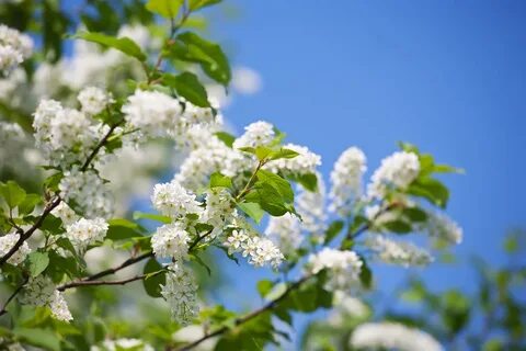 Весной цветет черемуха
