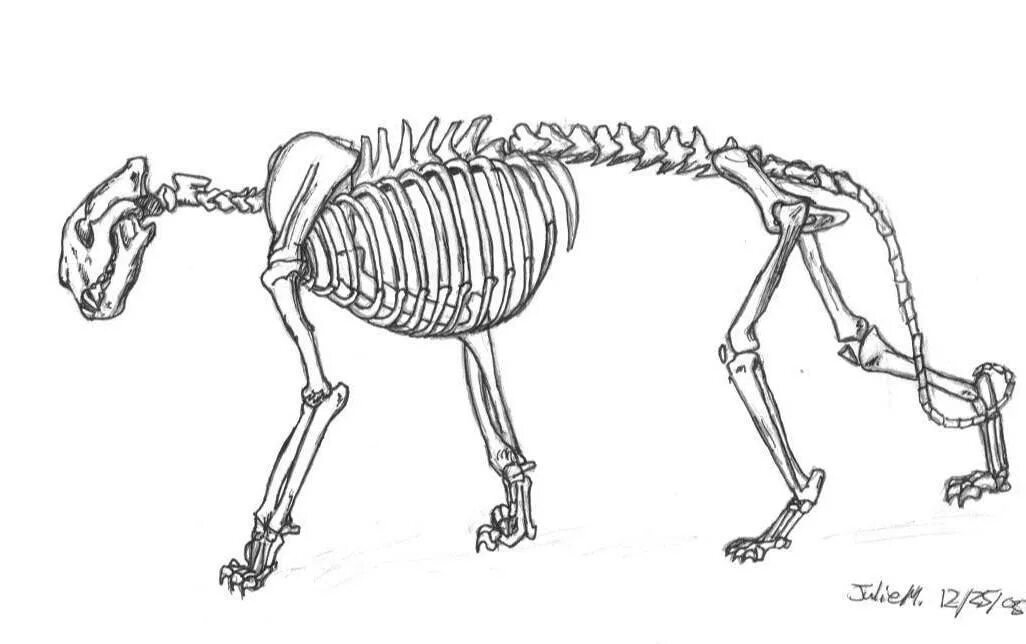 Тигр скелет. Скелет кошки. Скелет тигра рисунок. Скелет тигра для рисования.