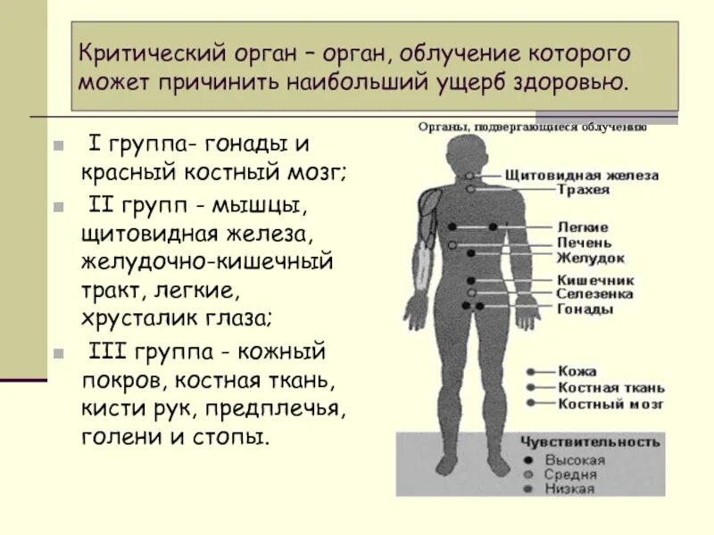 Наиболее опасно при внутреннем облучении организма