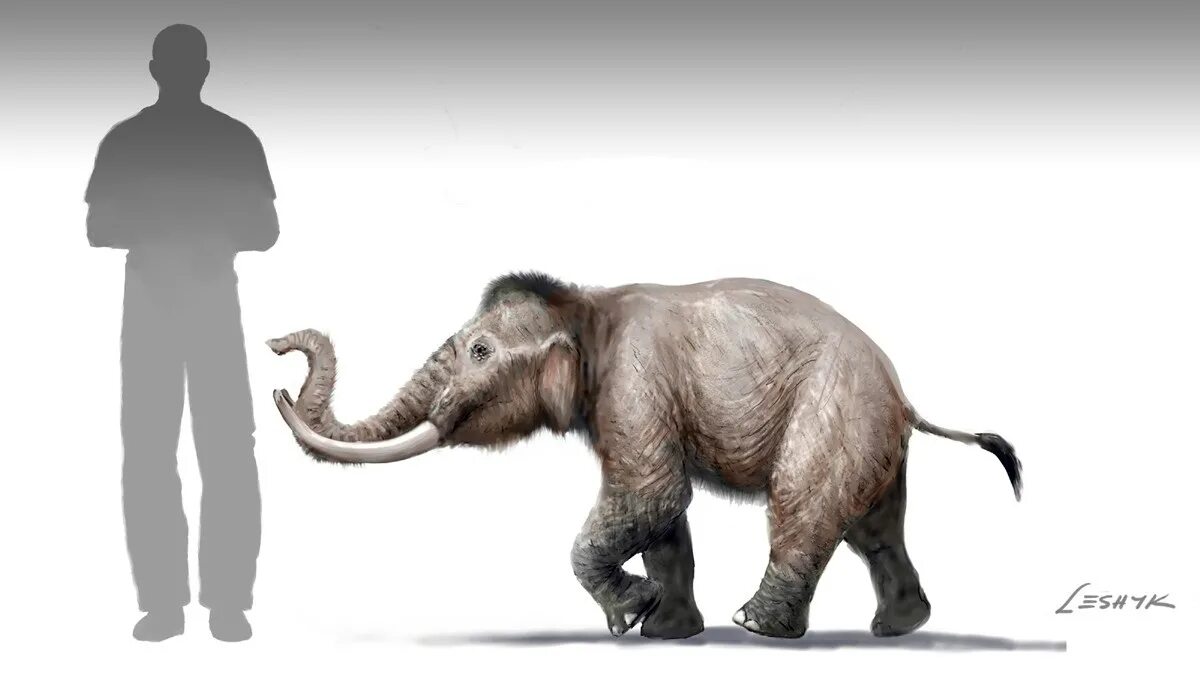 Мини мамонт ютуб. Сицилийский карликовый слон. Карликовый слон вымерший. Mammuthus creticus. Карликовый мамонт.