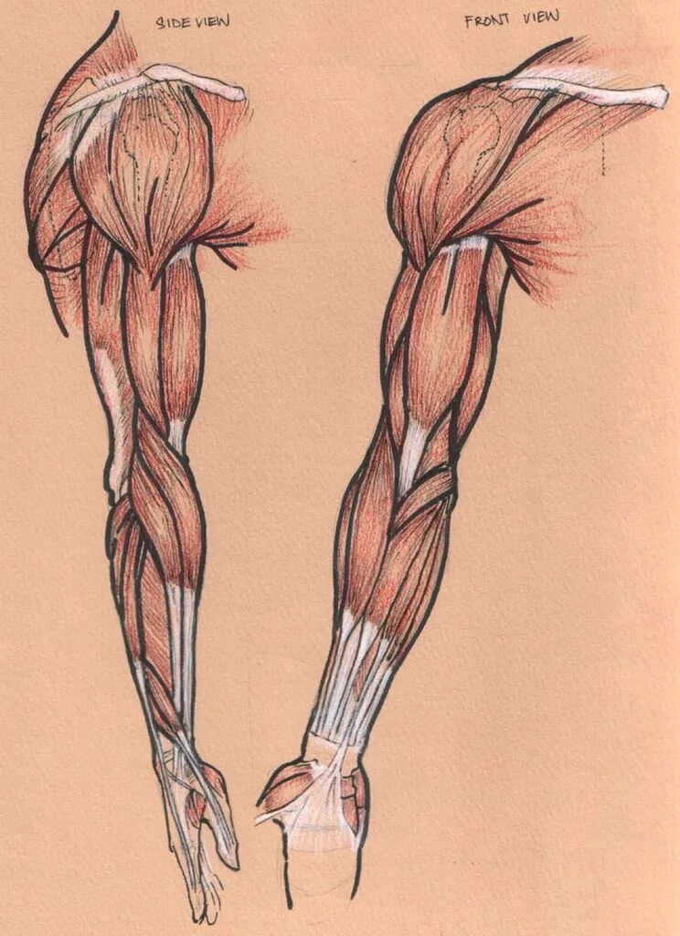Мышцы руки анатомия человека. Ягодичные мышцы анатомия. Трицепс анатомия мышц. Строение руки человека трицепс.