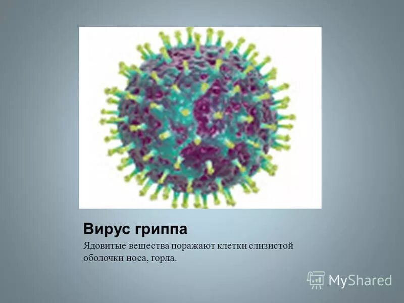 Вирус гриппа обитает