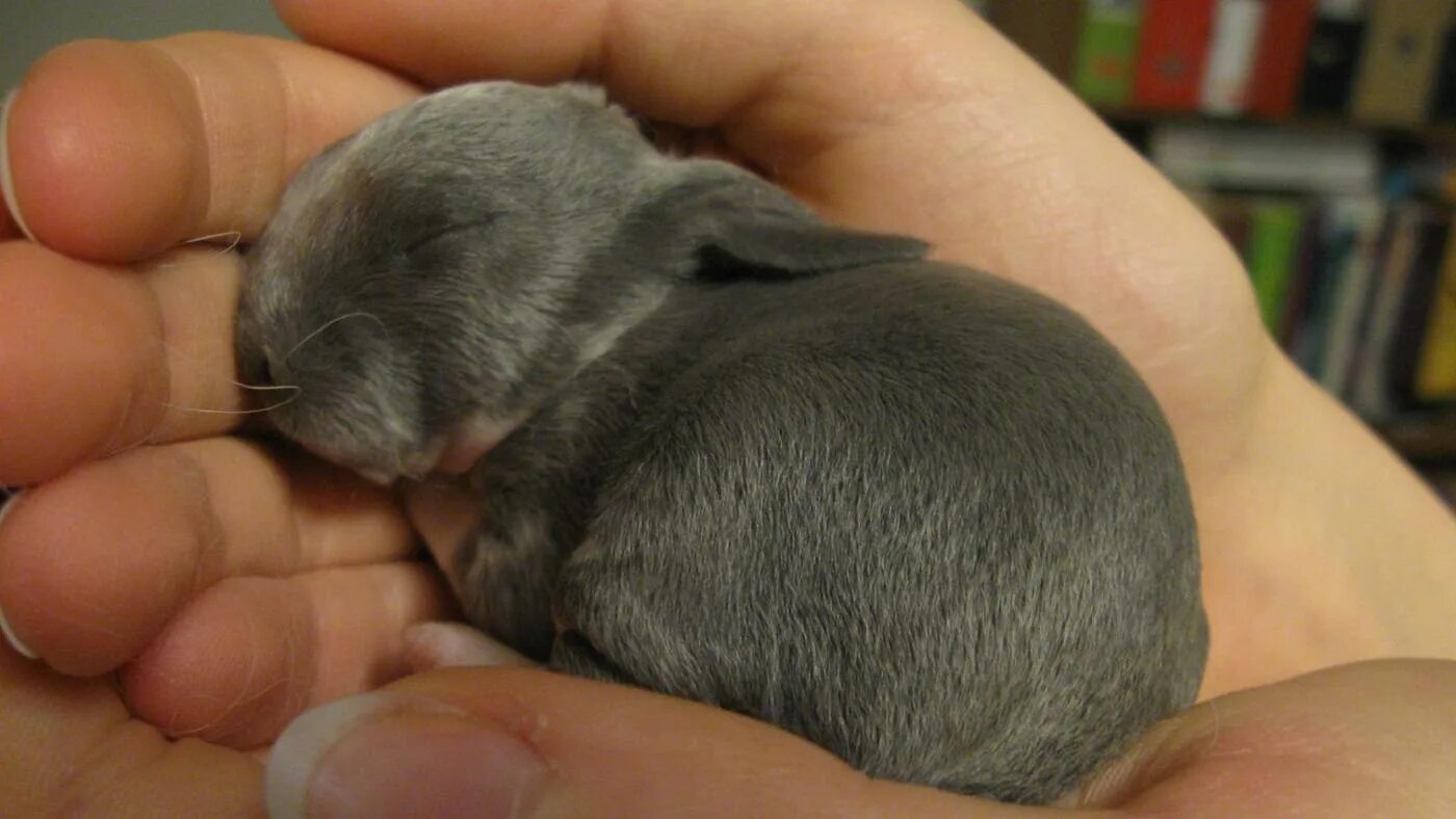 Сколько вынашивают кролики. Новорожденные крольчата.