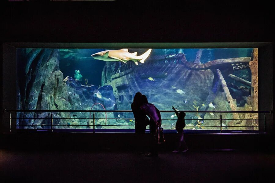 Океанариум discovery world. Океанариум Дискавери Адлер. Океанариум Сочи Адлер. Океанариум Сочи Дискавери ворлд. Курортный городок Адлер океанариум.