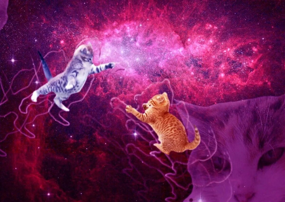 Космический кот. Котик в космосе. Кот летает в космосе. Космос арт. 1 кошка в космосе