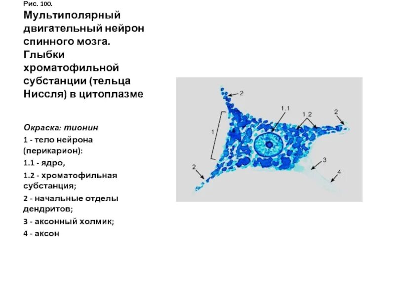 Тигроид гистология. Тельца ниссля у нейрона. тельца ниссля гистология. тигроид тельца ниссля. субстанция ниссля в нервных клетках спинного мозга.