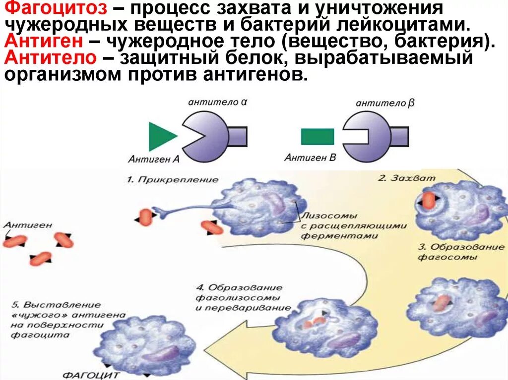 Процесс фагоцитоза. Фагоцитоз -- это процесс захвата. Фагоцитоз антигена. Антиген антитело фагоцитоз.